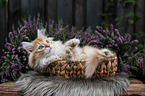 lying German Longhair kitten