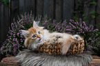 lying German Longhair kitten