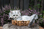 lying German Longhair kitten