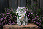 sitting German Longhair kitten