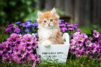 German Longhair kitten