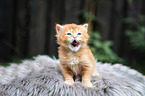 sitting German Longhair kitten