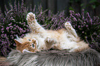 lying German Longhair kitten