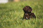 German longhaired Pointer Puppy