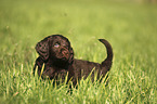 German longhaired Pointer Puppy