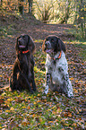 2 German longhaired Pointer