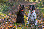 2 German longhaired Pointer