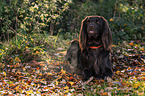 German longhaired Pointer