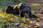 lying German longhaired Pointer