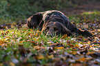 lying German longhaired Pointer