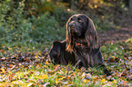 lying German longhaired Pointer