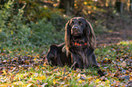 lying German longhaired Pointer