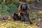 lying German longhaired Pointer