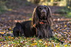 lying German longhaired Pointer