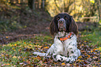 lying German longhaired Pointer