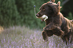 German longhaired Pointer with dummy