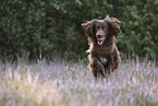 running German longhaired Pointer