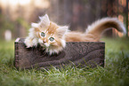 German Longhair Kitten