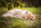 sleeping kitten