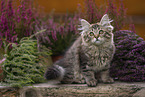 German Longhair Kitten