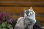German Longhair Portrait