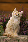 German Longhair Kitten