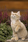 German Longhair Kitten