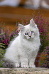 German Longhair Kitten