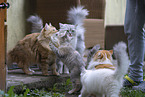 German Longhair