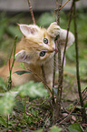 German Longhair Kitten