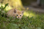 German Longhair Kitten
