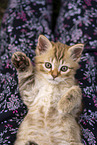 German Longhair Kitten
