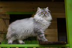 5 months old German Longhair cat