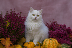 5 months old German Longhair cat