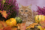 5 months old German Longhair cat