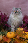 5 months old German Longhair cat