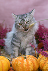 5 months old German Longhair cat
