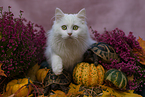 5 months old German Longhair cat