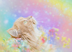 German Longhair in studio