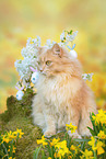 German Longhair in spring