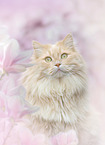 German Longhair in spring