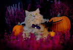 German Longhair in autumn