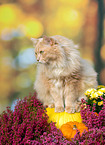 German Longhair in autumn