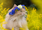 German Longhair in summer