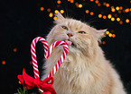 German Longhair in studio