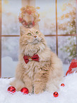 German Longhair in studio