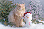 German Longhair in winter