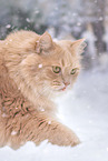 German Longhair in winter