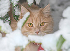 German Longhair in winter
