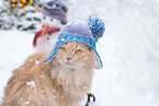 German Longhair in winter